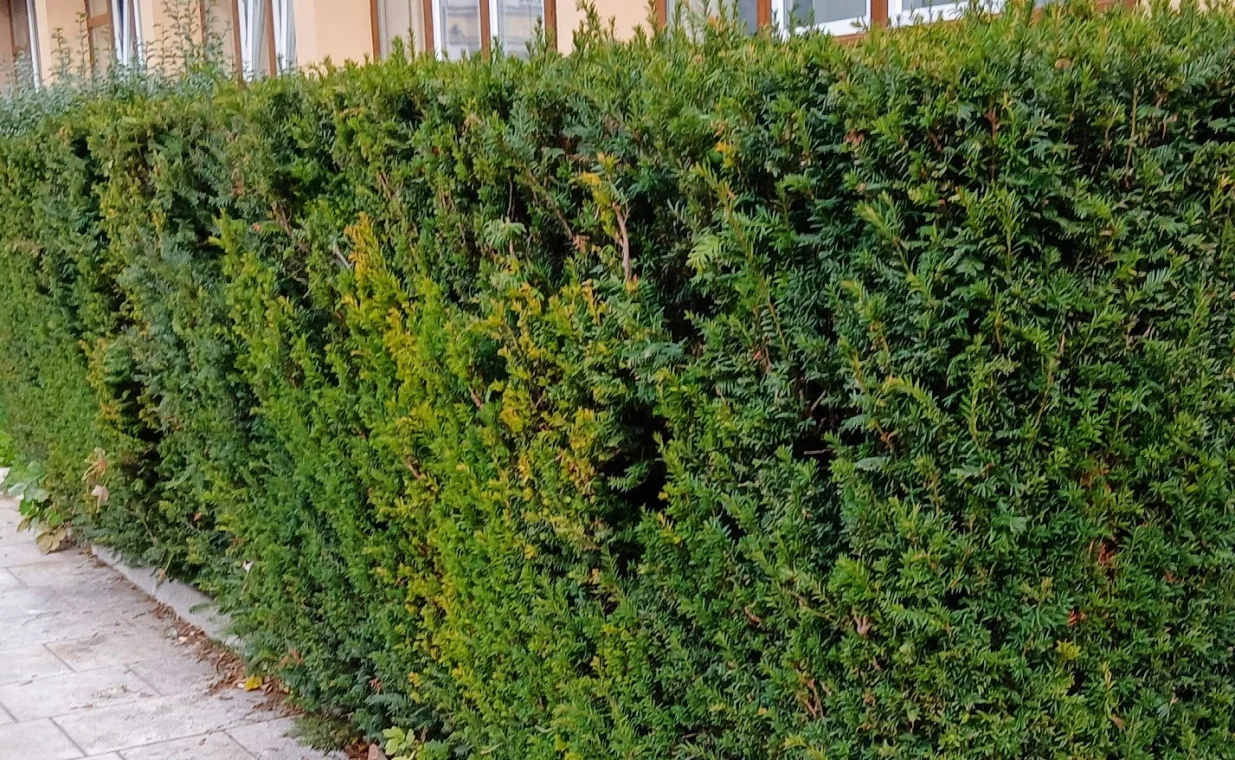 Ziva ograda od_tise./