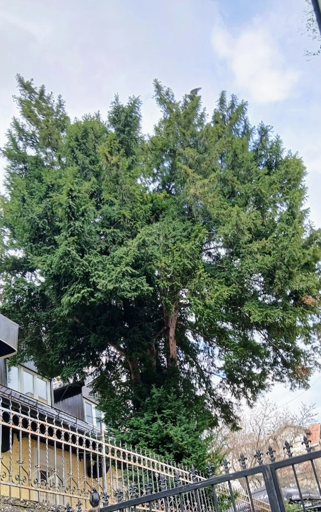 Tisa uz restoran_Lovac_u_Sarajevu/