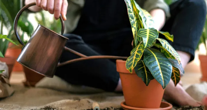 zalijevanje cvijeća//