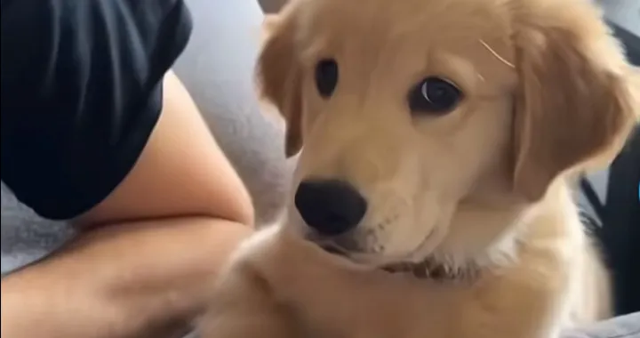 Preslatki psić prvi put zalajao i šokirao samoga sebe/Screenshot