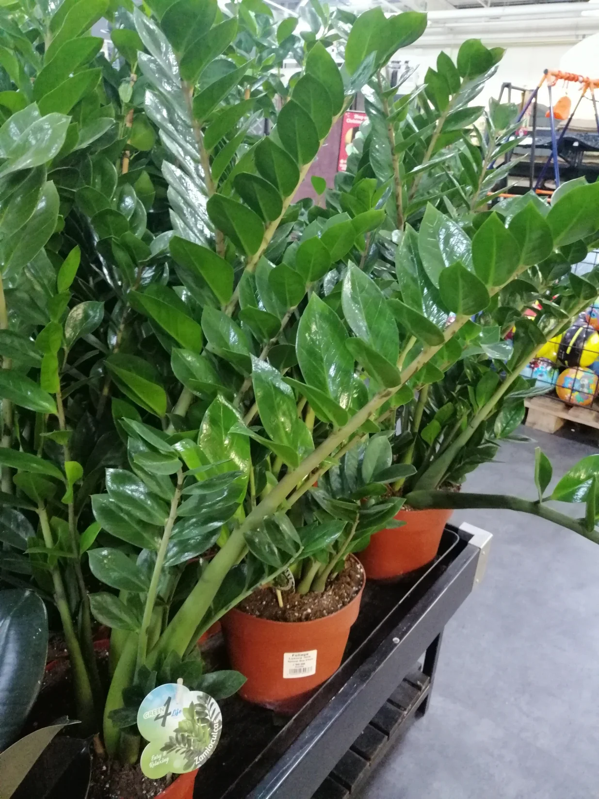 Zamija, lijepa i skromna/