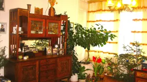 Život je ljepši i zdraviji uz biljke/