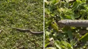 Zmija u naselju kod Lukavca/Crna Hronika