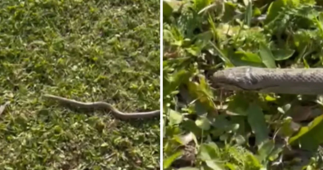 Zmija u naselju kod Lukavca/Crna Hronika