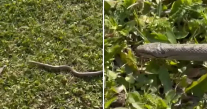 Zmija u naselju kod Lukavca/Crna Hronika