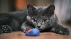 Nemojte ih imati u kući/Unsplash