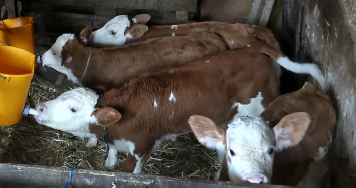 Velika radost/Anadolija/