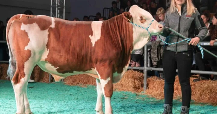 Prodat bik/Printscreen/Facebook//