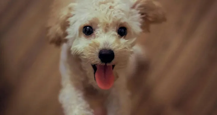 Mali pas/Tuan Nguyen