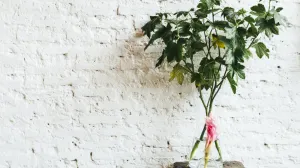 Ugao koji privlači novac/Free Pik