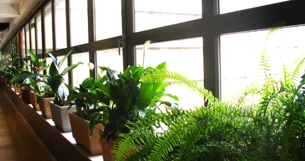 Fabrika puna zelenila/