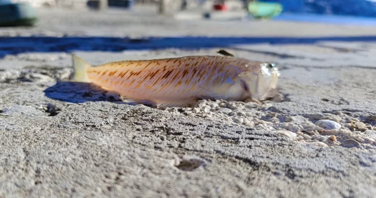 Najotrovnija riba na Jadranu ulovljena u BiH/Screenshot