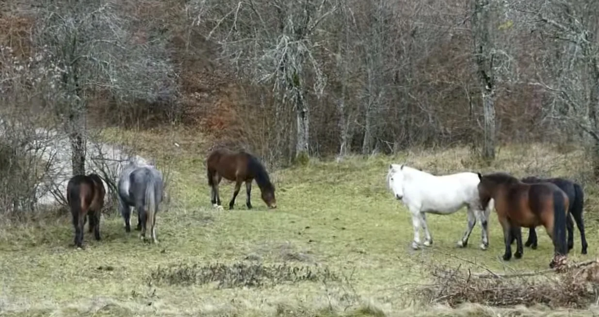 Napušteni konji ostavljaju pustoš kod Višegrada/Bn Tv