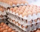 Školjka jaja, jaja/Screenshot