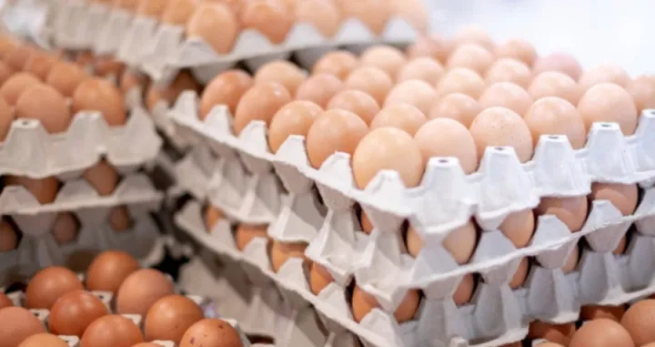 Školjka jaja, jaja/Screenshot