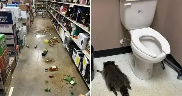 Rakun, WC, pijan, napio se, market, samoposluga, Amerika, alkohol/Hanover County Animal Protection And Shelter