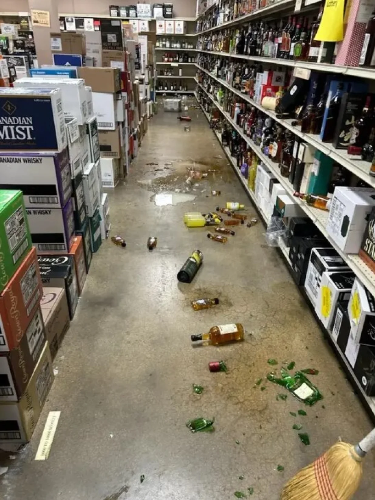 Rakun, WC, pijan, napio se, market, samoposluga, Amerika, alkohol/Hanover County Animal Protection And Shelter