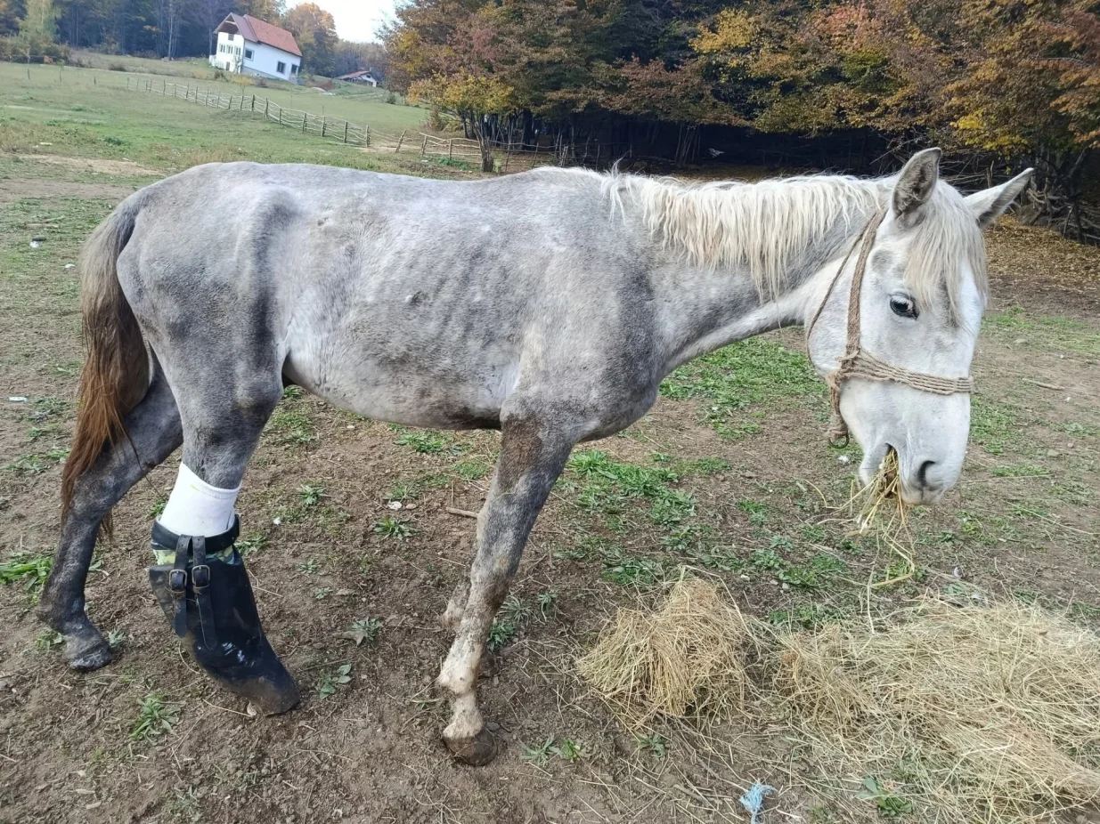 Konj Srećko dobio šansu za novi život zahvaljujući savremenoj 3D print tehnologiji/Facebook