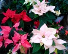 Noviji kultivari božićnjaka mogu biti u raznim bojama/