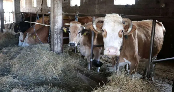 stočarstvo, krave, krdo, štala, krava, životinje/