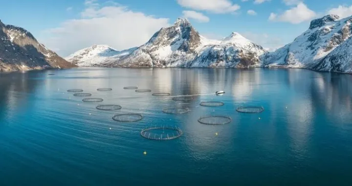 Traže se radnici na uzgoju lososa/SalMar/