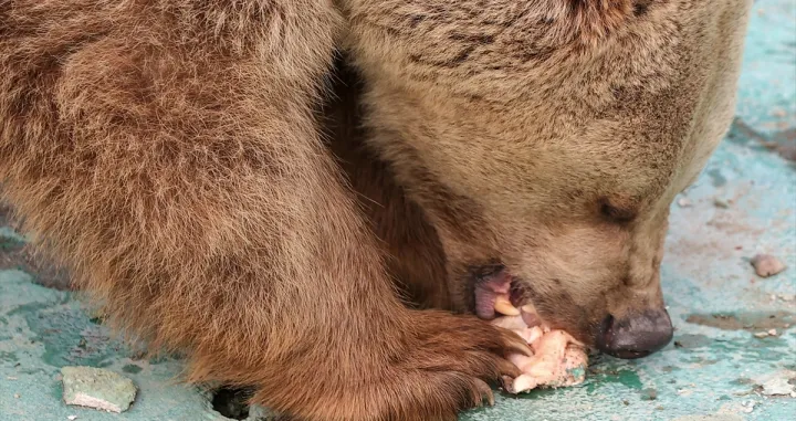 Zaštićeni mrki medvjedi/