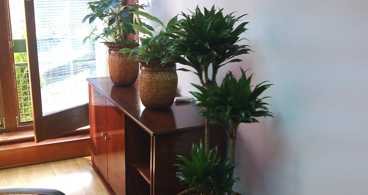 Biljke trebaju svjetlo/