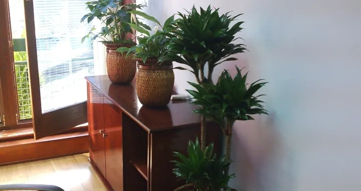 Biljke trebaju svjetlo/