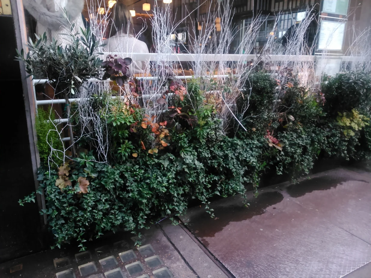 Zimzelene biljke i bijelo obojene grančice breza/