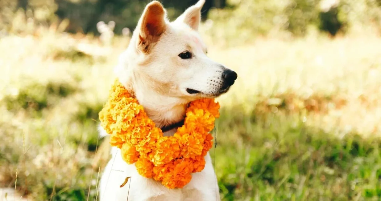 KAKAV PRIZOR: U nepalskoj kulturi vjeruje se da psi vode duše u zagrobni život kao čuvari smrti/