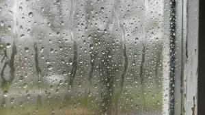 Buđ više nema šanse/Ilustracija