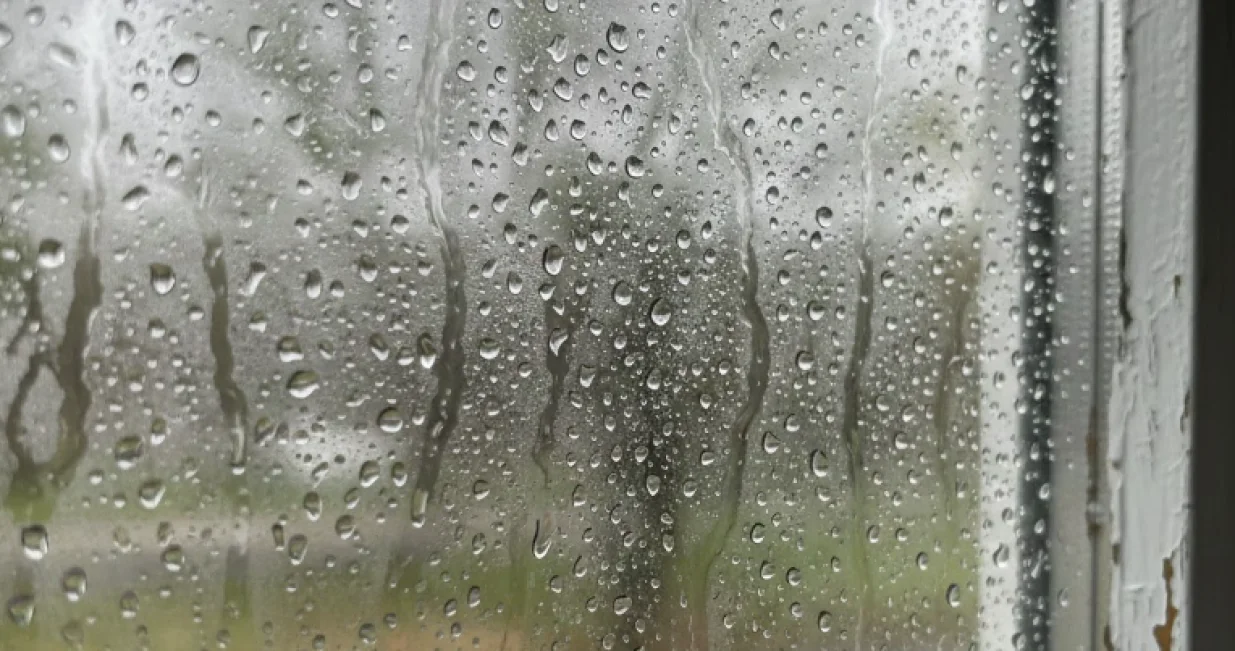 Buđ više nema šanse/Ilustracija