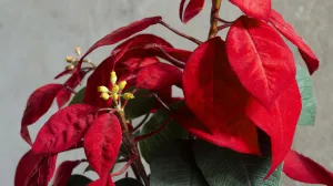 Ova biljka voli nešto višu vlažnost zraka/Free Pik