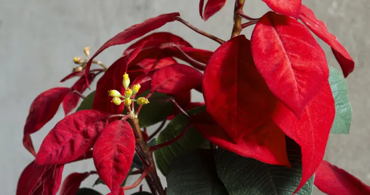 Ova biljka voli nešto višu vlažnost zraka/Free Pik