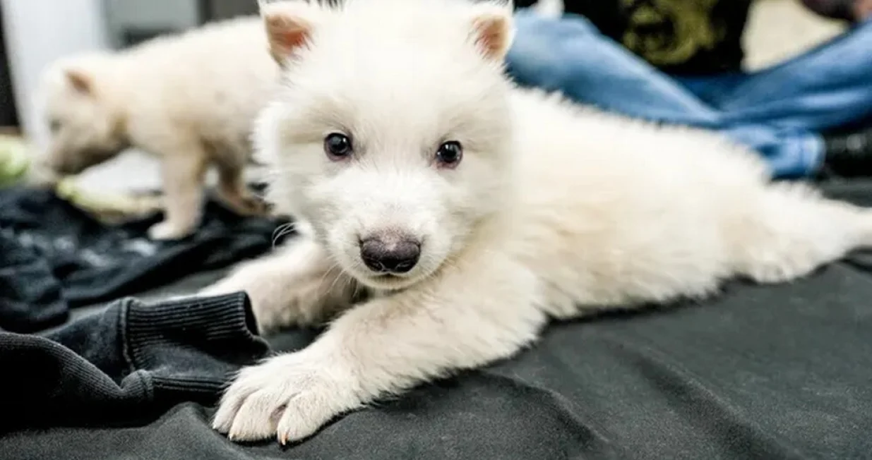 Klonirani mladunci koji sadrže gene izumrle vrste/