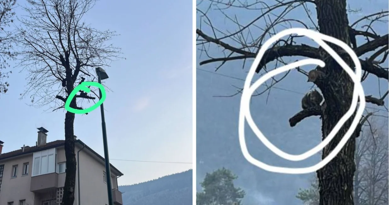 Mačka zaglavljena na drvetu u Hrasnici/Udruženje Prijatelji životinja