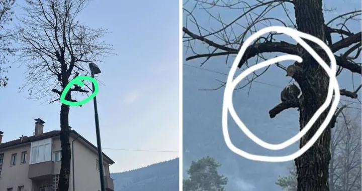 Mačka zaglavljena na drvetu u Hrasnici/Udruženje Prijatelji životinja