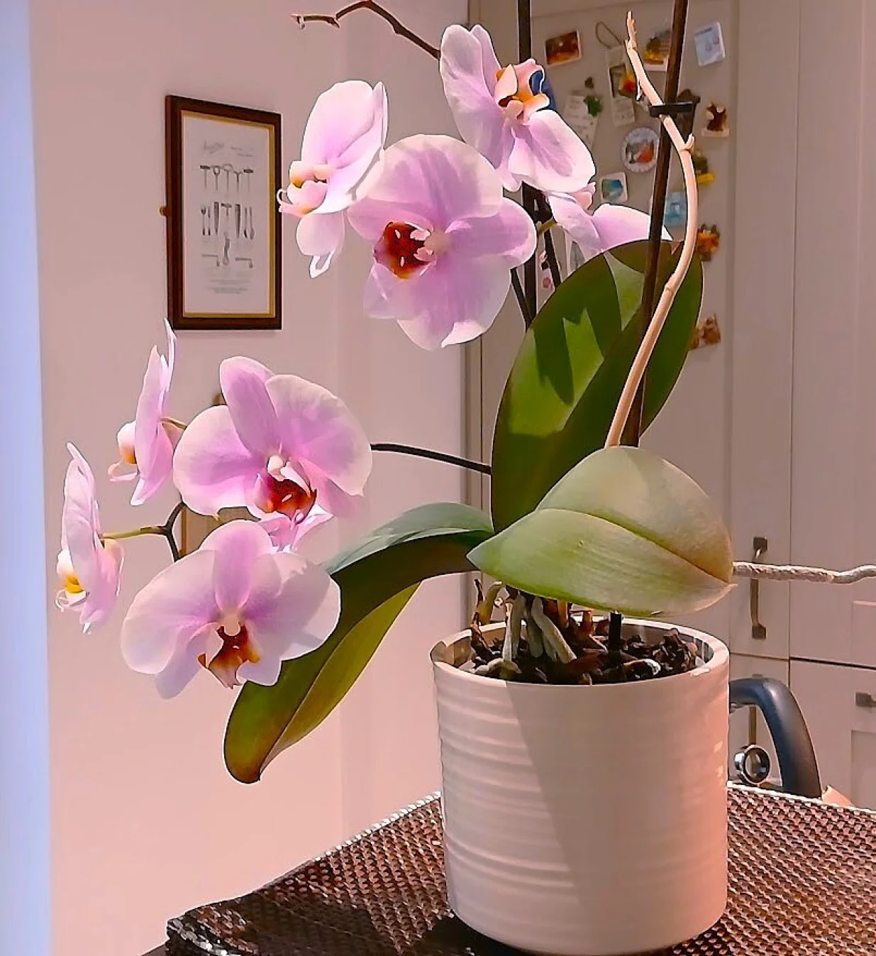 Usvojena orhideja godinama cvjeta/