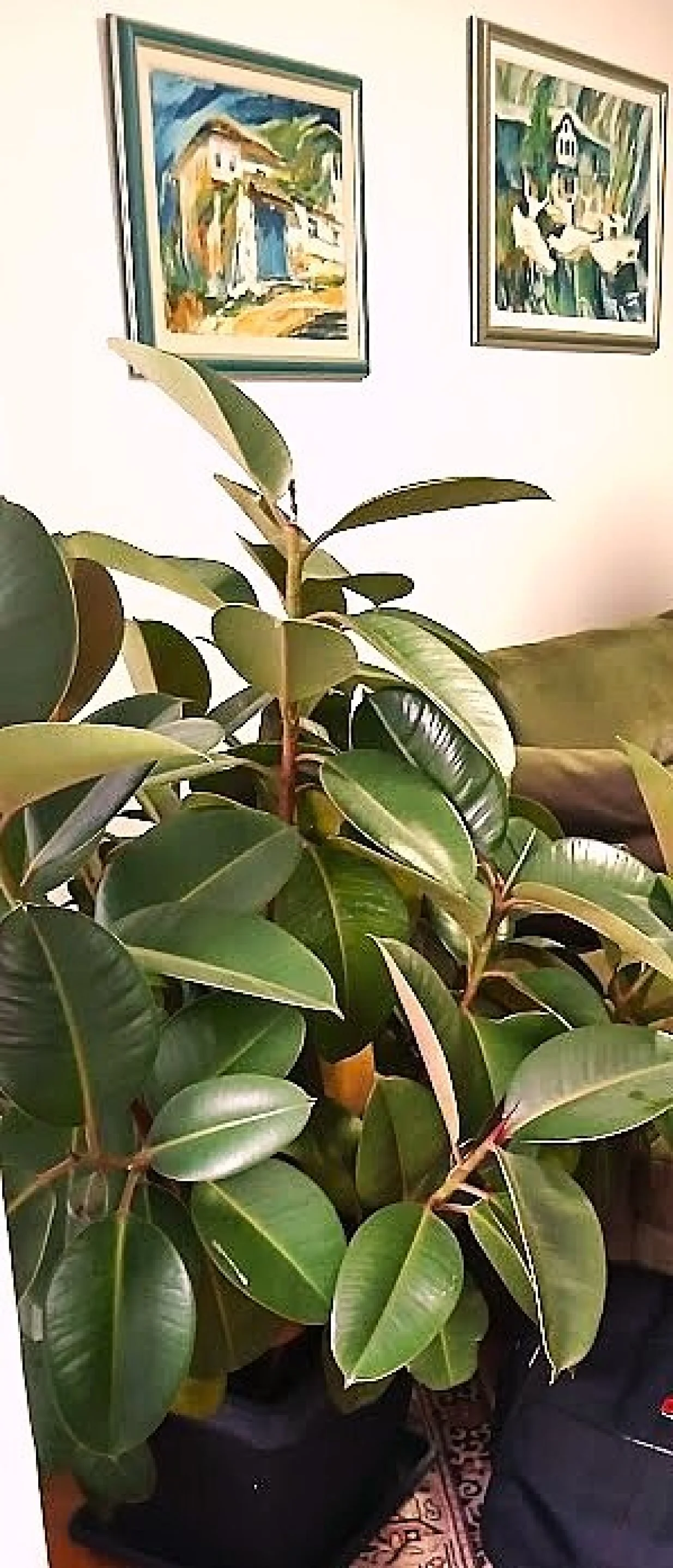 Prelijepi usvojeni fikus/