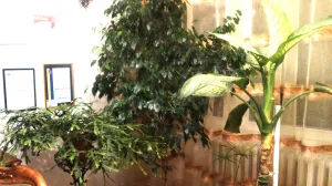 Biljke treba zimi smjestiti uz južni prozor, iza lagane zavjese/