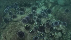 Ljubičasti ježinci, Jadransko more, gužva/Saul Ciriaco