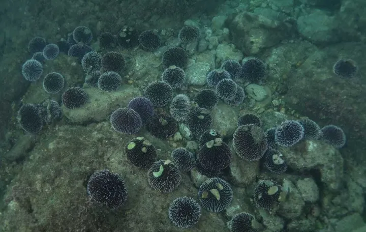 Ljubičasti ježinci, Jadransko more, gužva/Saul Ciriaco