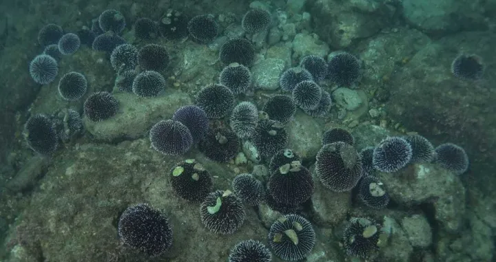 Ljubičasti ježinci, Jadransko more, gužva/Saul Ciriaco