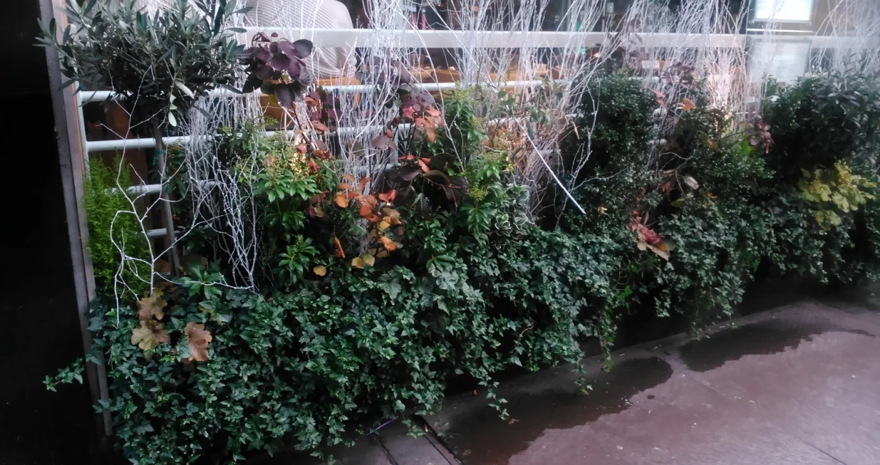 Zimzelene biljke i bijelo obojene grančice breza/