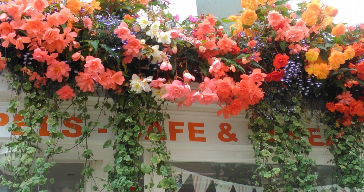 Viseće gomoljaste begonije vedrih boja i plave lobelije za sjenovite balkone/