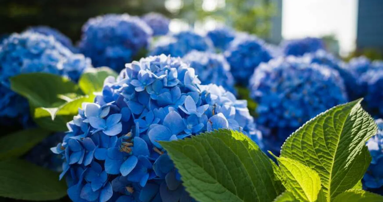 hortenzije ilustracija/