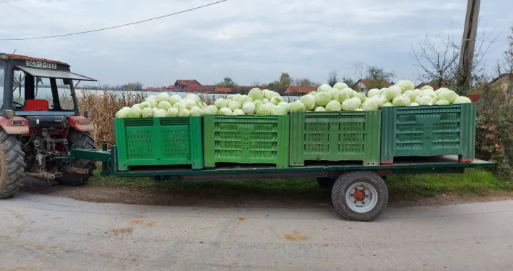  Poljoprivredna zadruga Povrtlarstvo, proizvodnja kupusa/