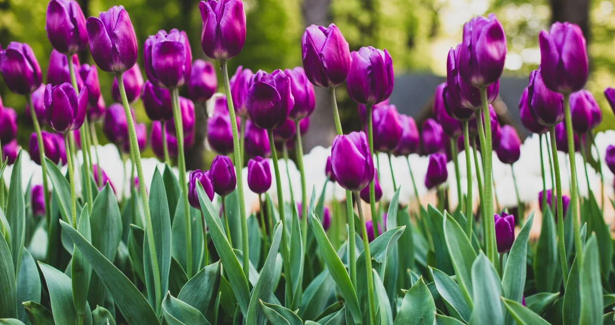 Ljubičasti tulipani//