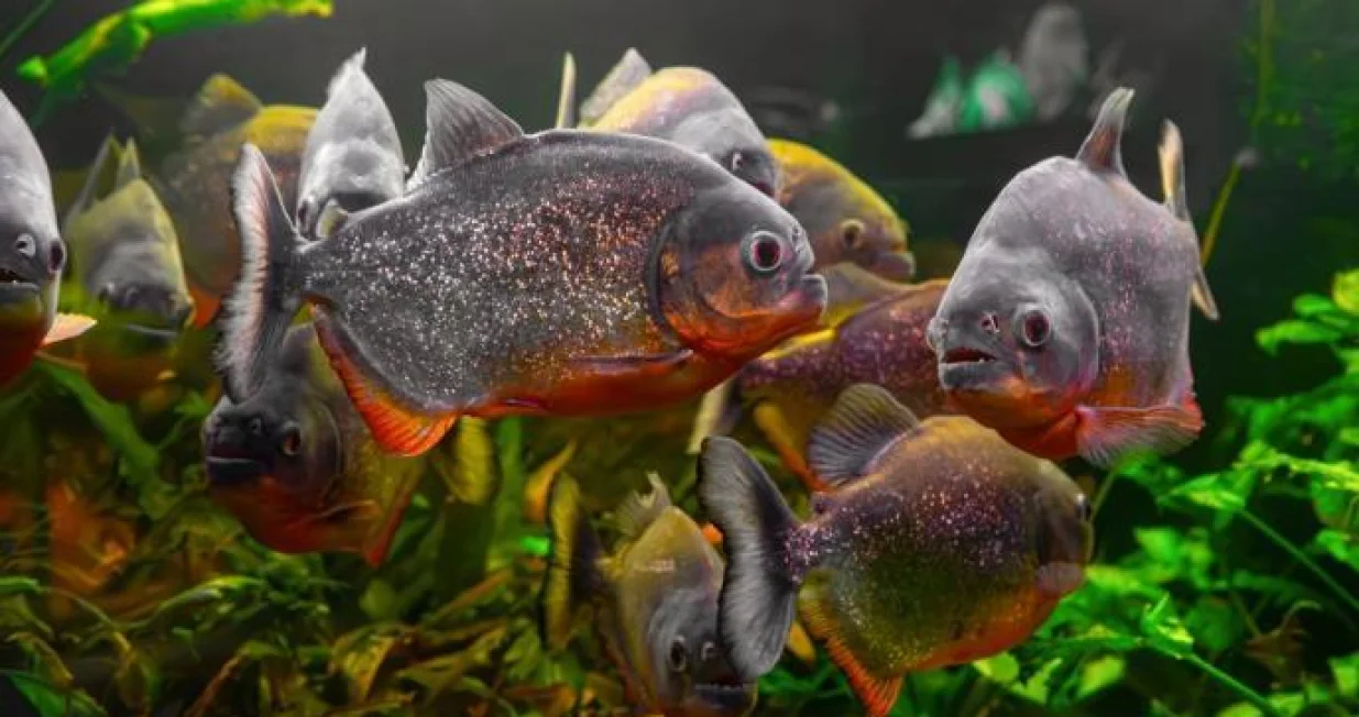 Pirane/Ilustracija//