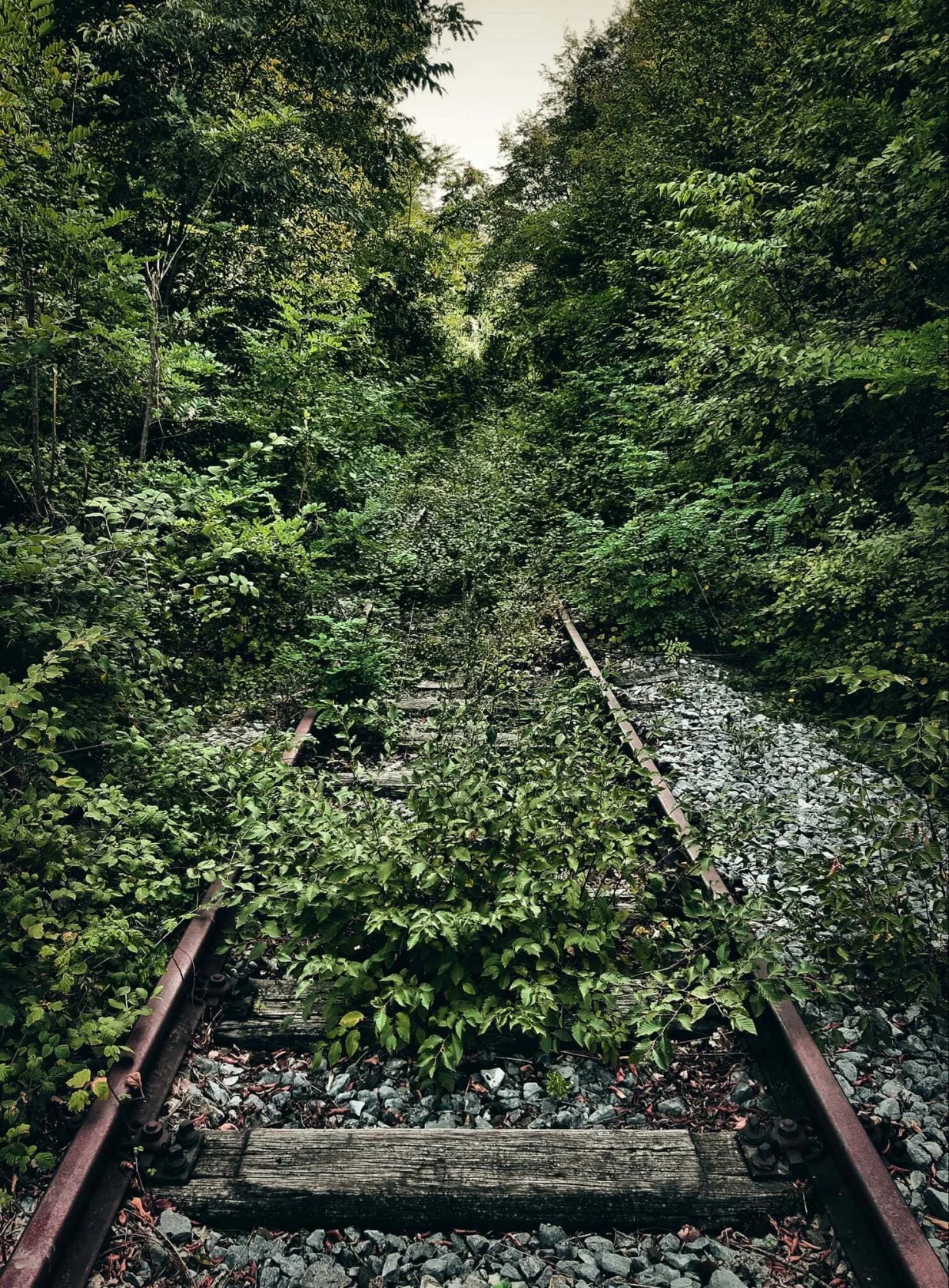 Pruga zarastla od Knina prema Martin Brodu/